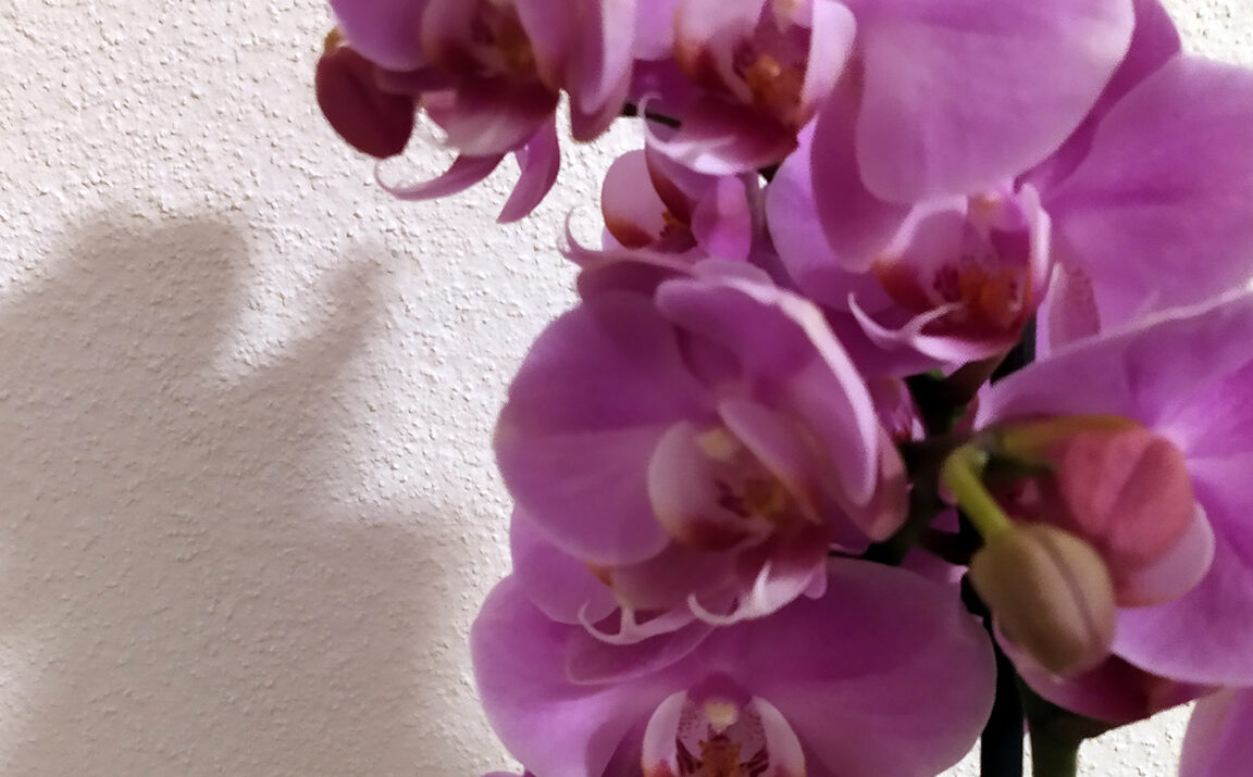 Heuschnupfen mit TCM behandeln